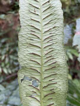 Image of Diplaziopsis javanica (Bl.) C. Chr.