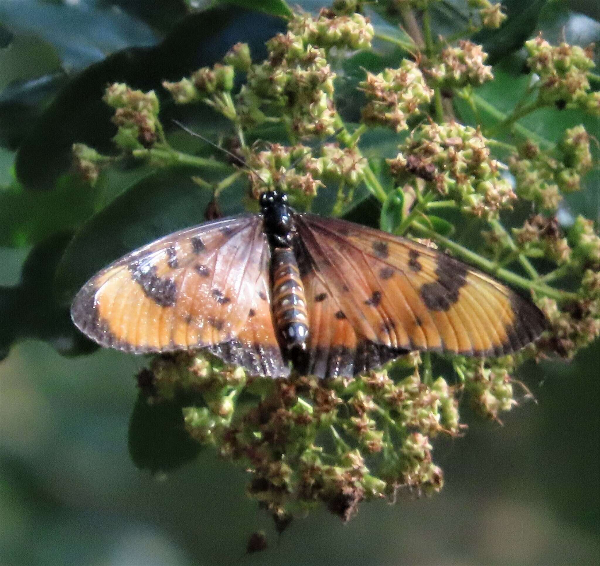 Image de Acraea acara Hewitson 1865