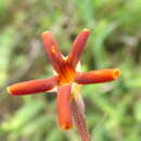 Image of Jamesbrittenia atropurpurea (Benth.) O. M. Hilliard