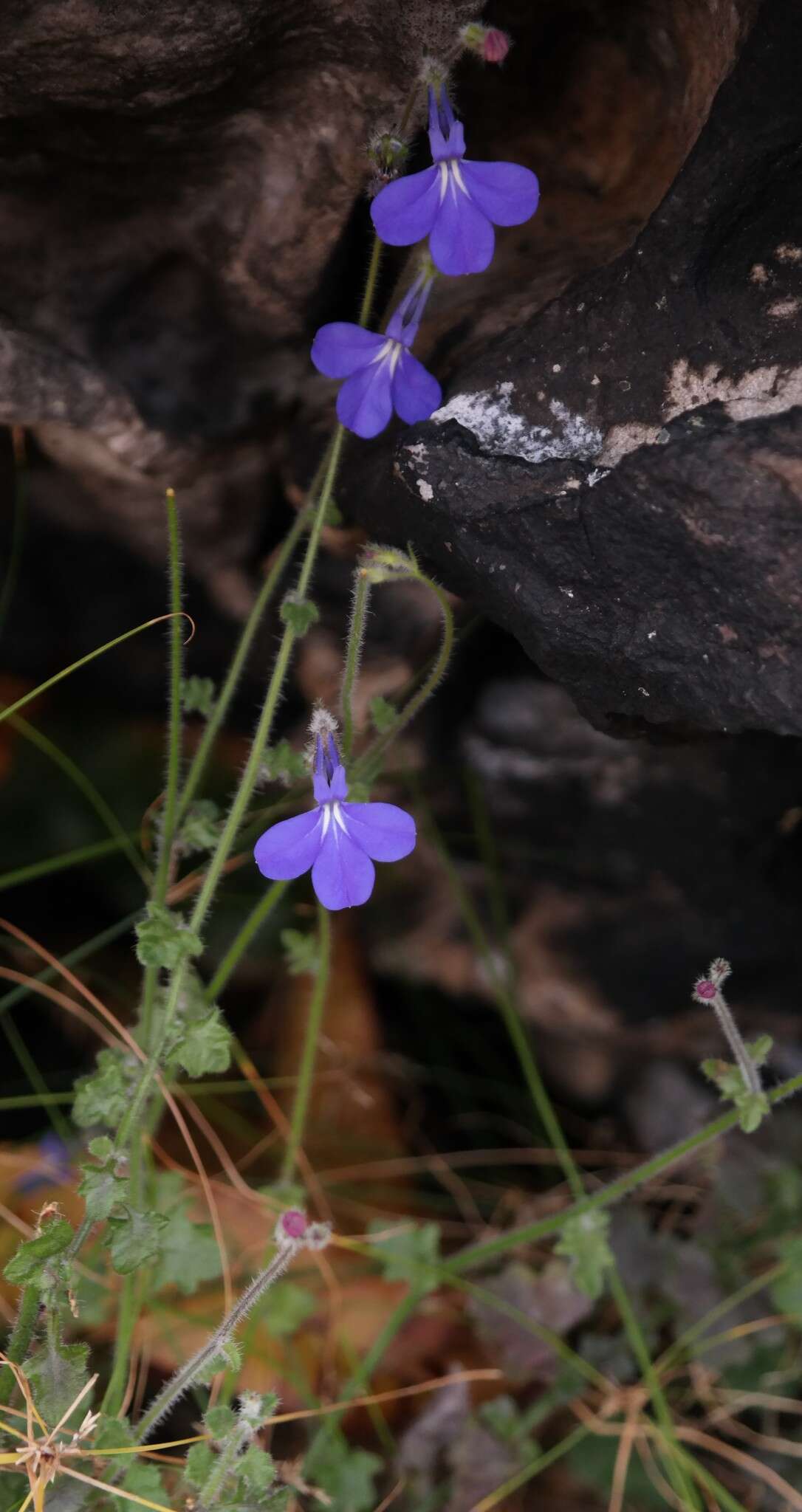 Image of Lobelia cobaltica S. Moore