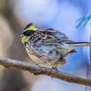 Image of Emberiza elegans elegans Temminck 1836