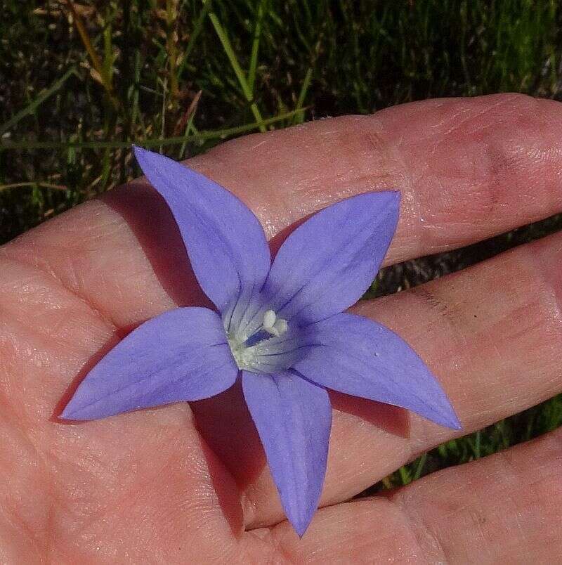 Image of Wahlenbergia ceracea Lothian