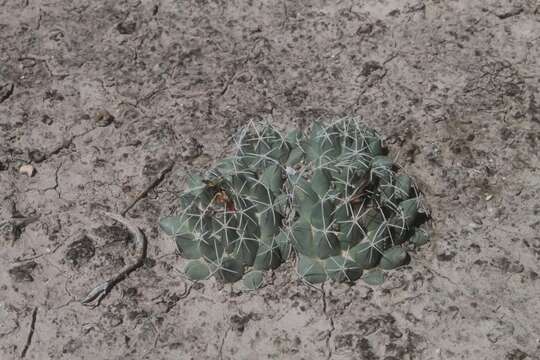 Image of Coryphantha maiz-tablasensis Fritz Schwartz ex Backeb.