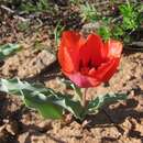 Image of Tulipa alberti Regel