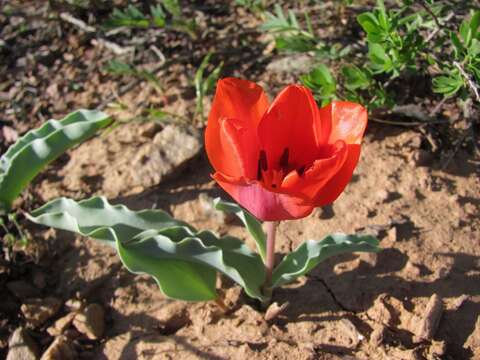 Image of Tulipa alberti Regel