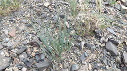 Image of Allium mongolicum Regel