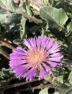 Image de Centaurea pullata L.