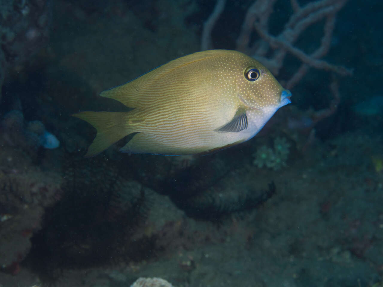 Image de Ctenochaetus cyanocheilus Randall & Clements 2001