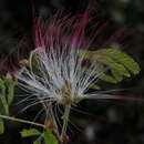 Image of Calliandra foliosa