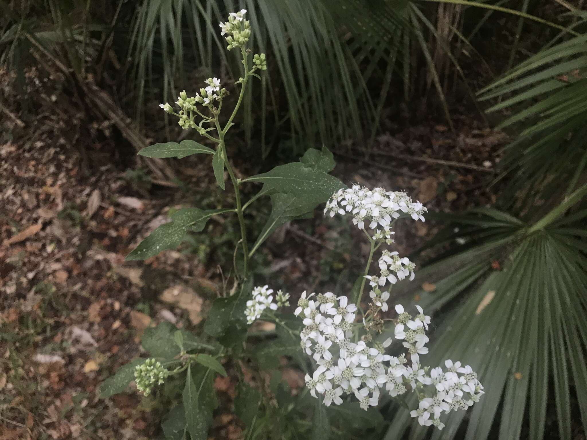 Image of white crownbeard