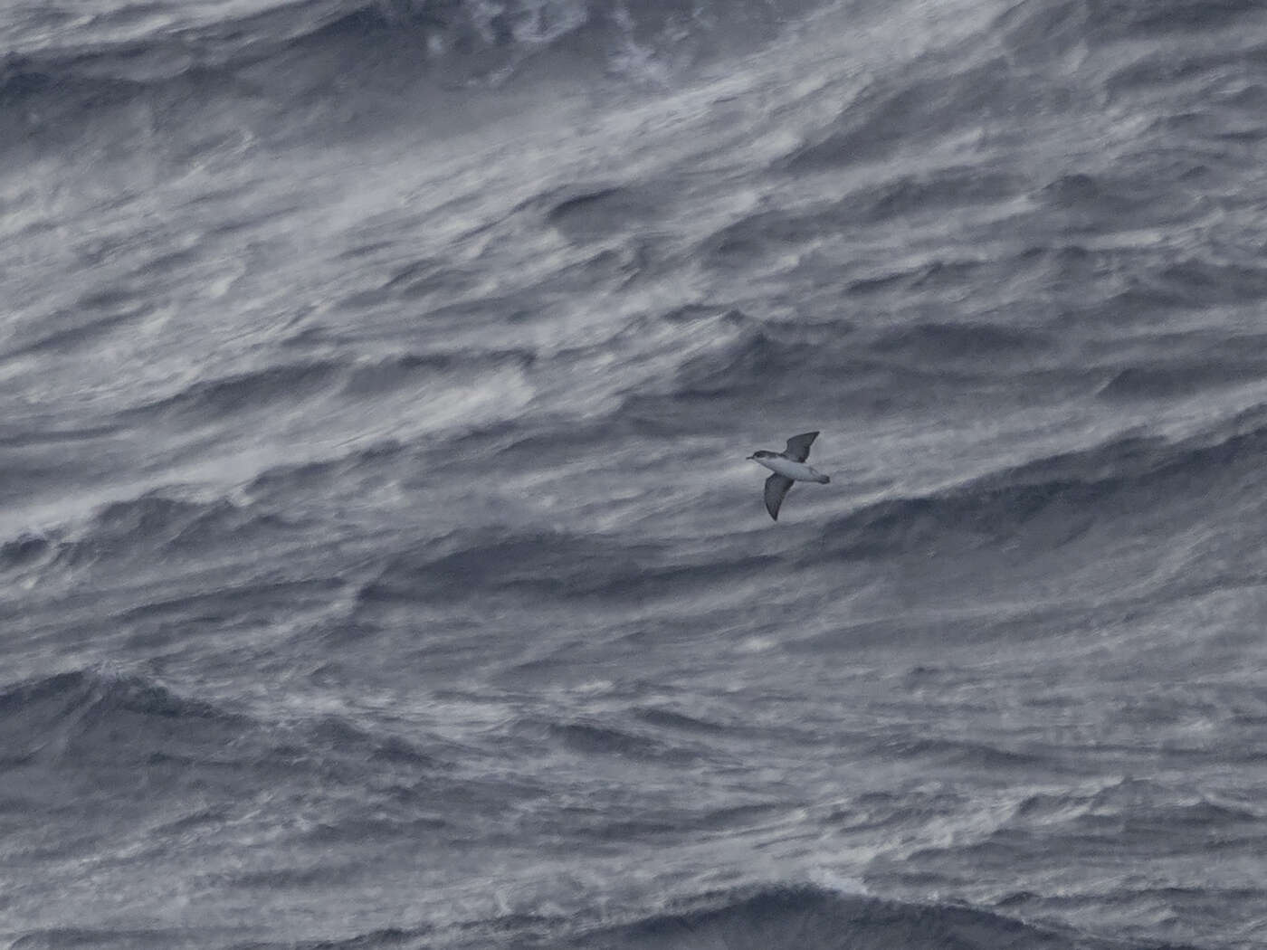 Image of Subantarctic Shearwater