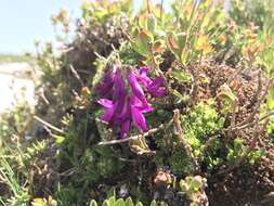 Plancia ëd Hedysarum hedysaroides (L.) Schinz & Thell.