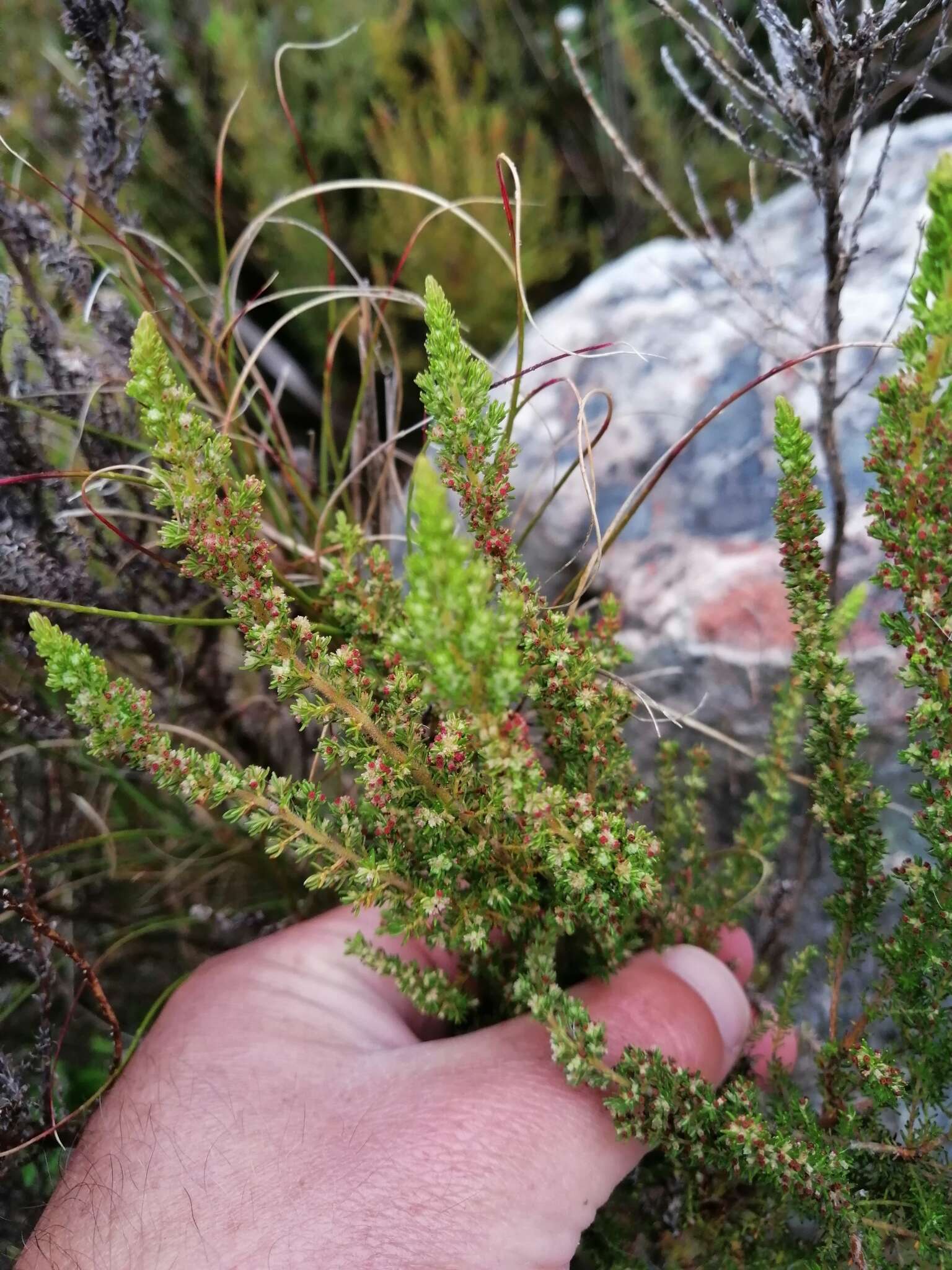 Plancia ëd Erica muscosa (Aiton) E. G. H. Oliver