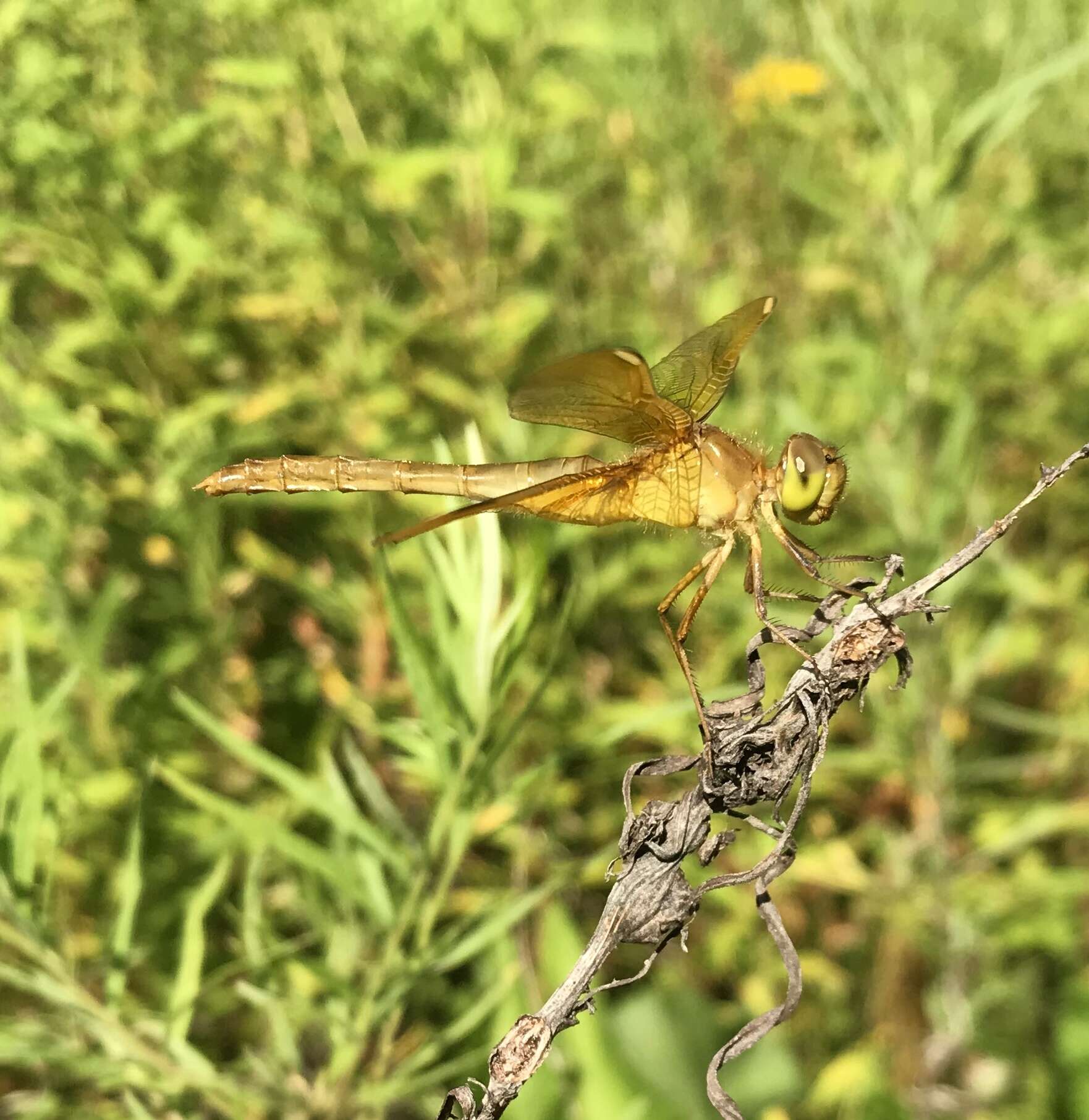 Image de Sympetrum uniforme (Selys 1883)