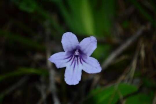 Image of Streptocarpus rexii (Hook.) Lindley