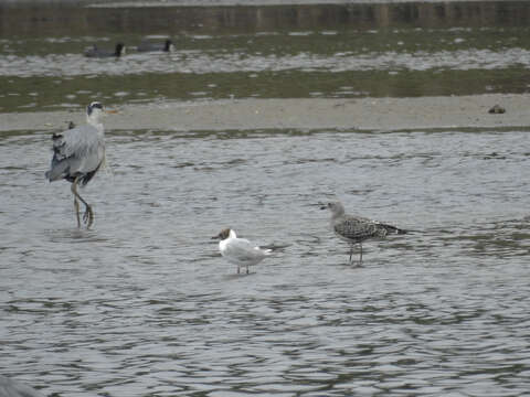 Image of Audouin's Gull