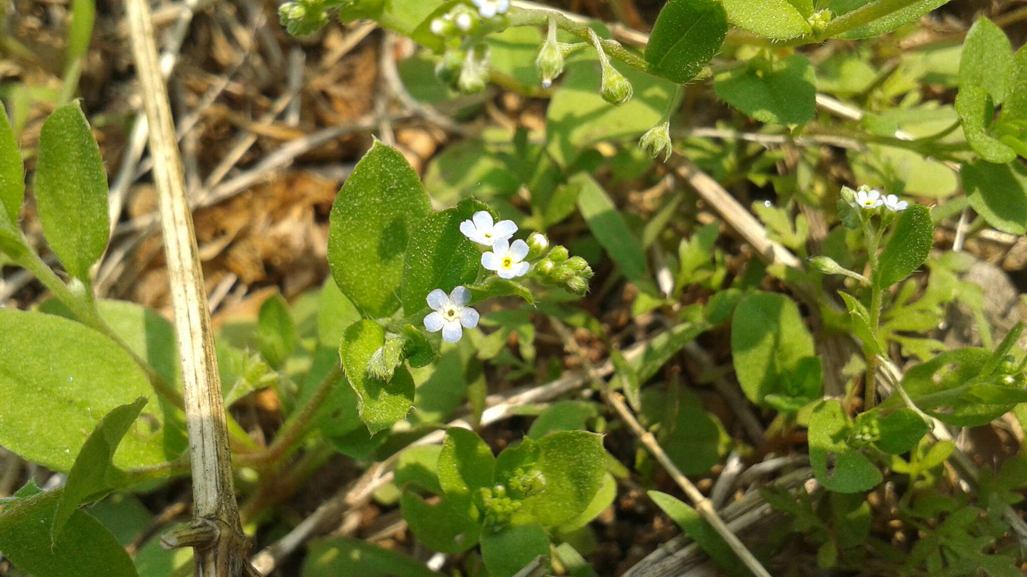 Image de Trigonotis peduncularis (Trevisan) Benth. ex Baker & S. Moore