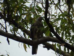 Image of Pacific Baza