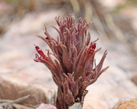 Image of flat-top broomrape