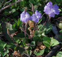 Sivun Brunoniella acaulis (R. Br.) Bremek. kuva