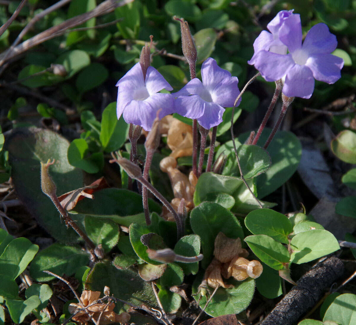 Brunoniella acaulis (R. Br.) Bremek.的圖片