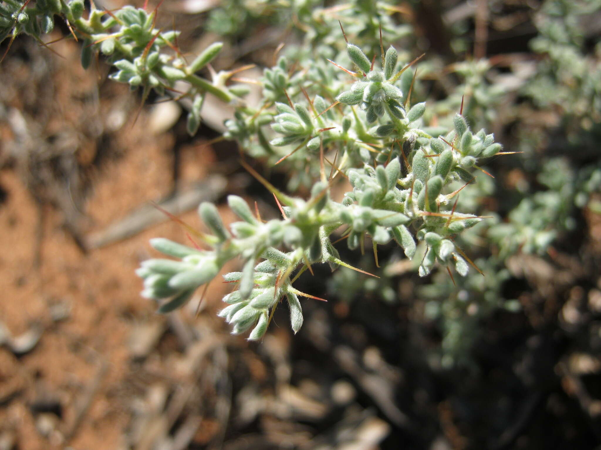 Image de Sclerolaena obliquicuspis (R. H. Anders.) Ulbr.