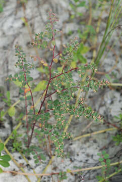 Слика од Euphorbia cozumelensis Millsp.