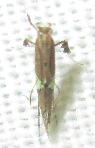 Image of Caloptilia isotoma (Meyrick 1914)