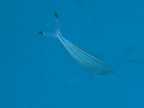 Imagem de Pterocaesio digramma (Bleeker 1864)