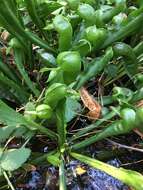 Image of California Pitcher Plant