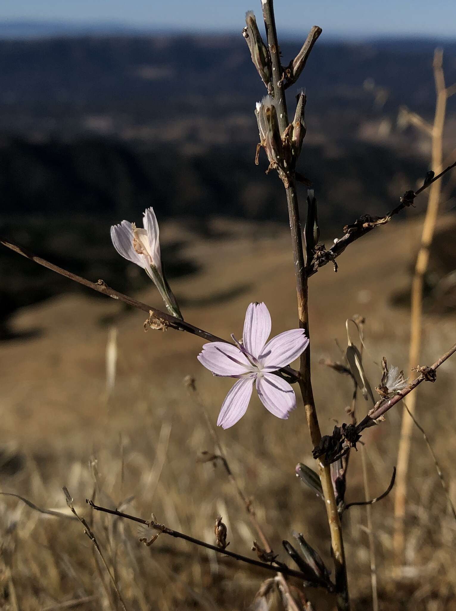 صورة Stephanomeria virgata subsp. pleurocarpa (Greene) Gottlieb