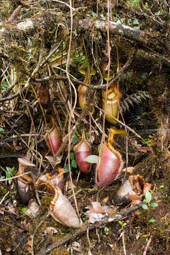 Слика од Nepenthes villosa Hook. fil.