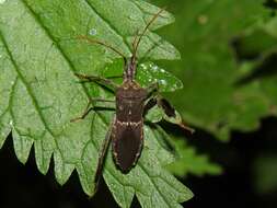 Leptoglossus zonatus (Dallas 1852) resmi