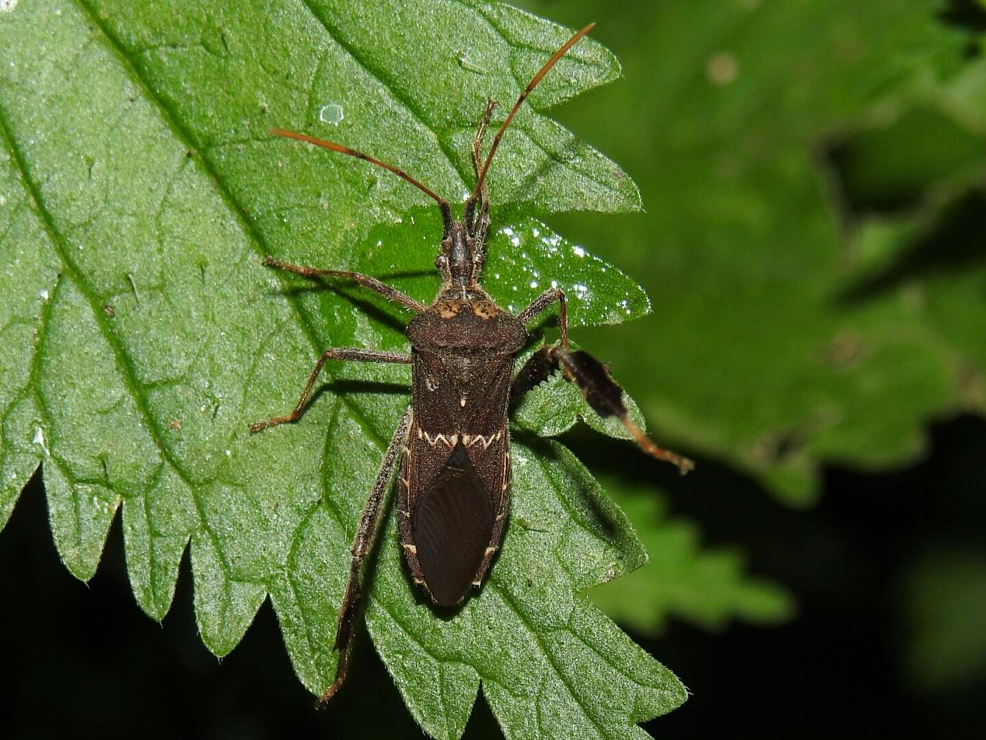 Leptoglossus zonatus (Dallas 1852) resmi