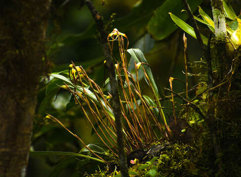 Image of Maxillaria lepidota Lindl.