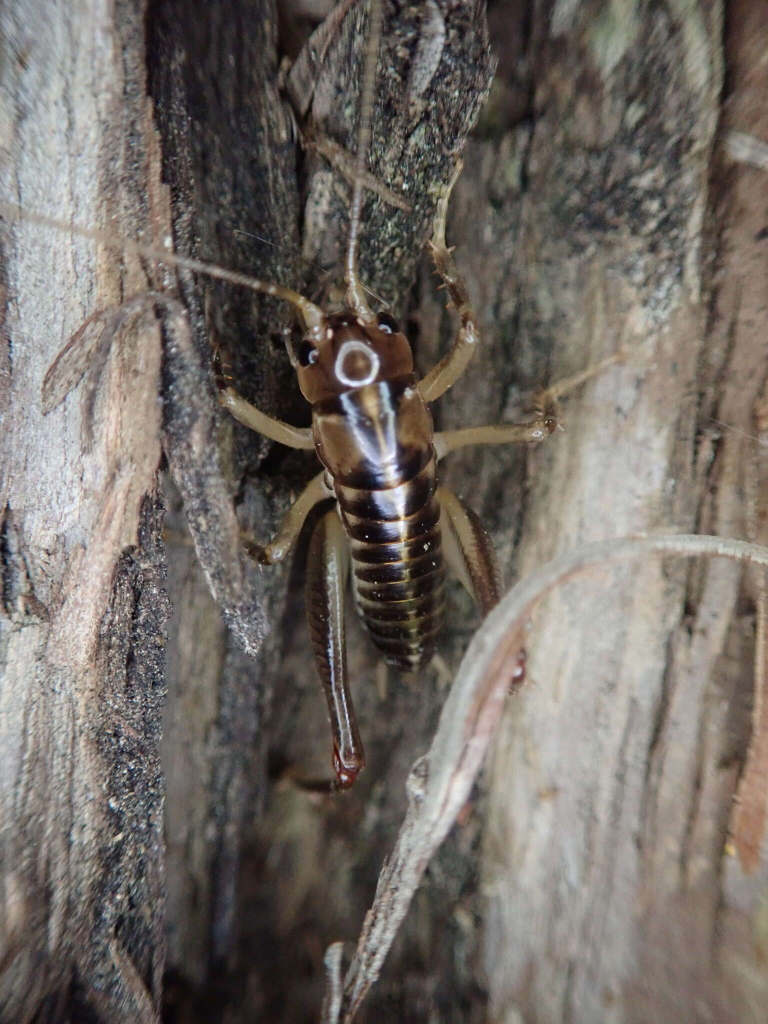 Image of Hemiandrus maia Taylor Smith, Morgan-Richards & Trewick 2013