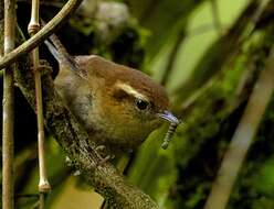 Image of Mountain Wren