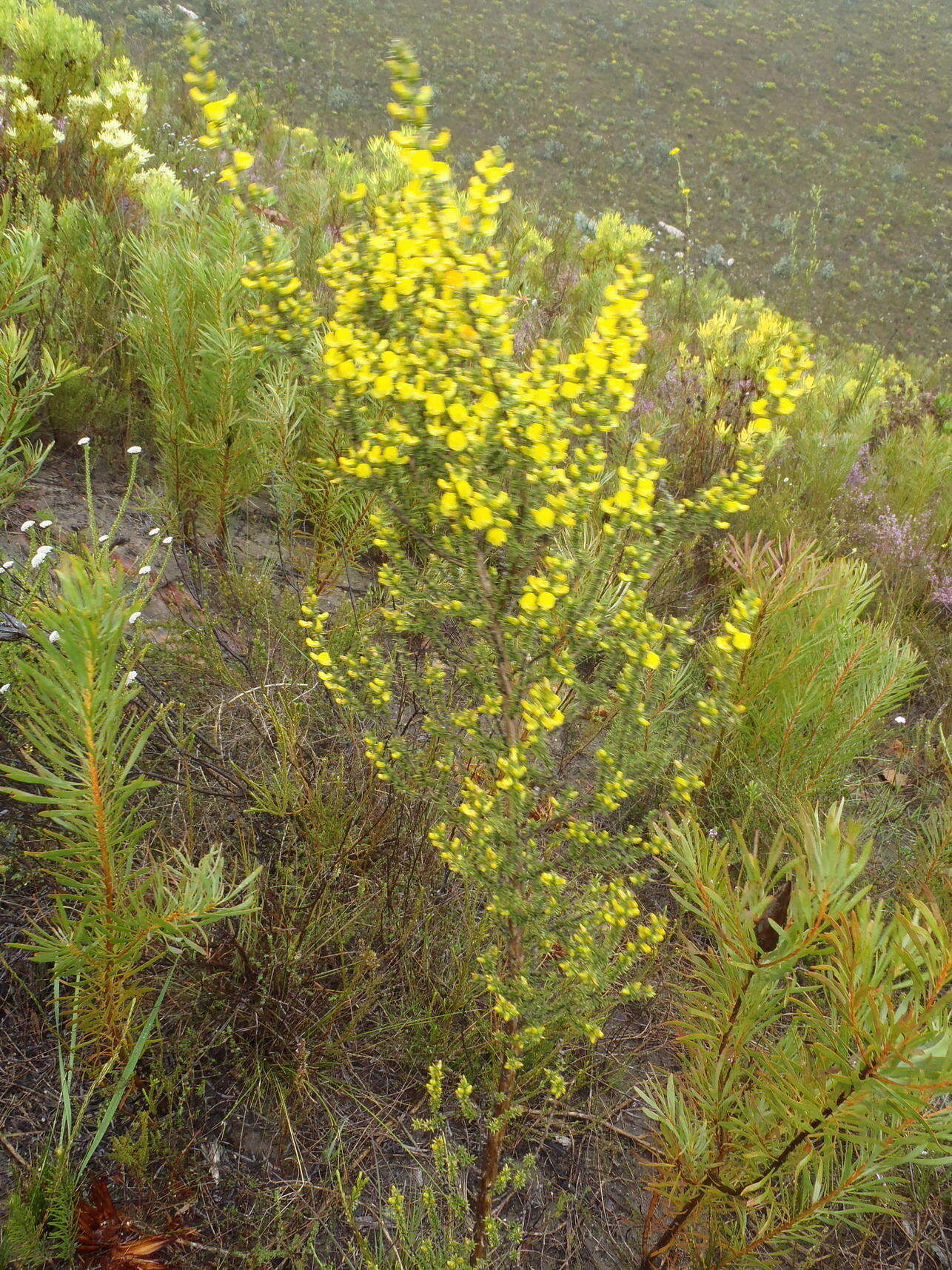 Слика од Aspalathus aciphylla Harv.