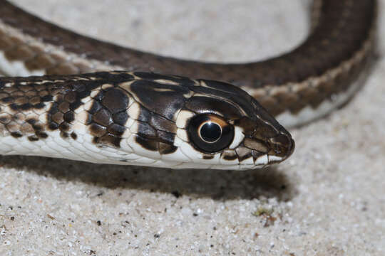 Image of Cape Sand Snake