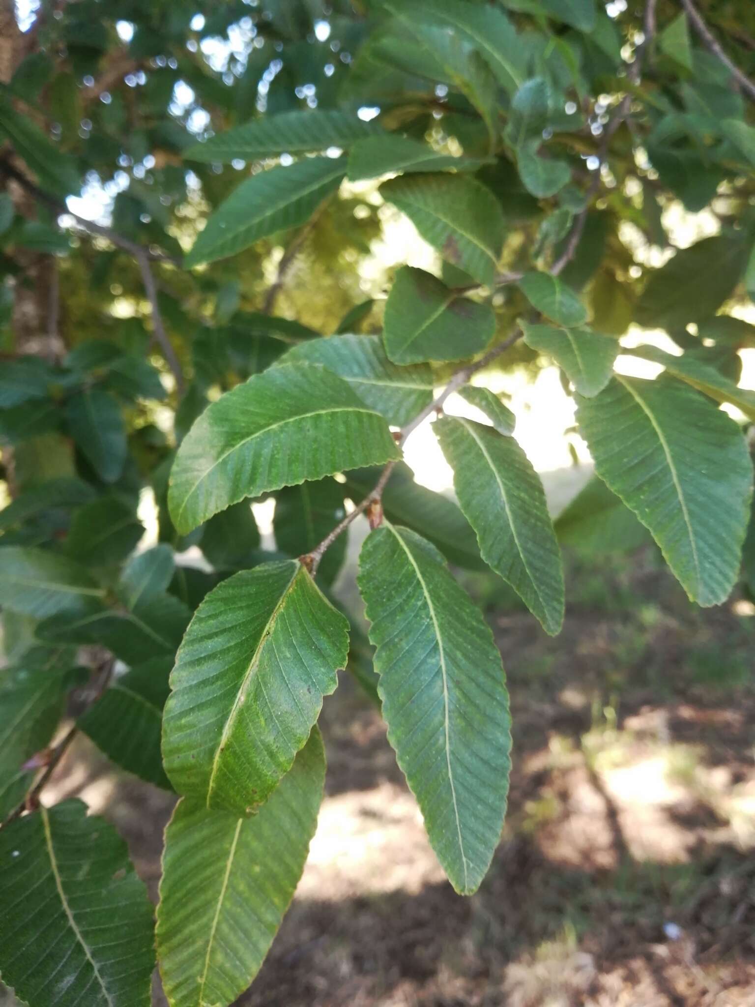 Image de Nothofagus alpina (Poepp. & Endl.) Oerst.