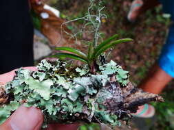 Holcoglossum pumilum (Hayata) L. J. Chen, X. J. Xiao & G. Q. Zhang的圖片