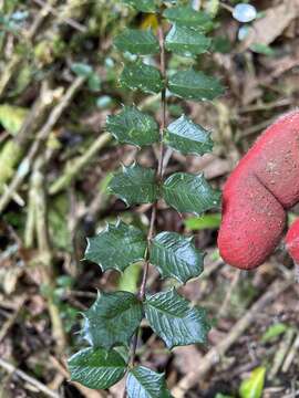 Image of Dwarf Holly