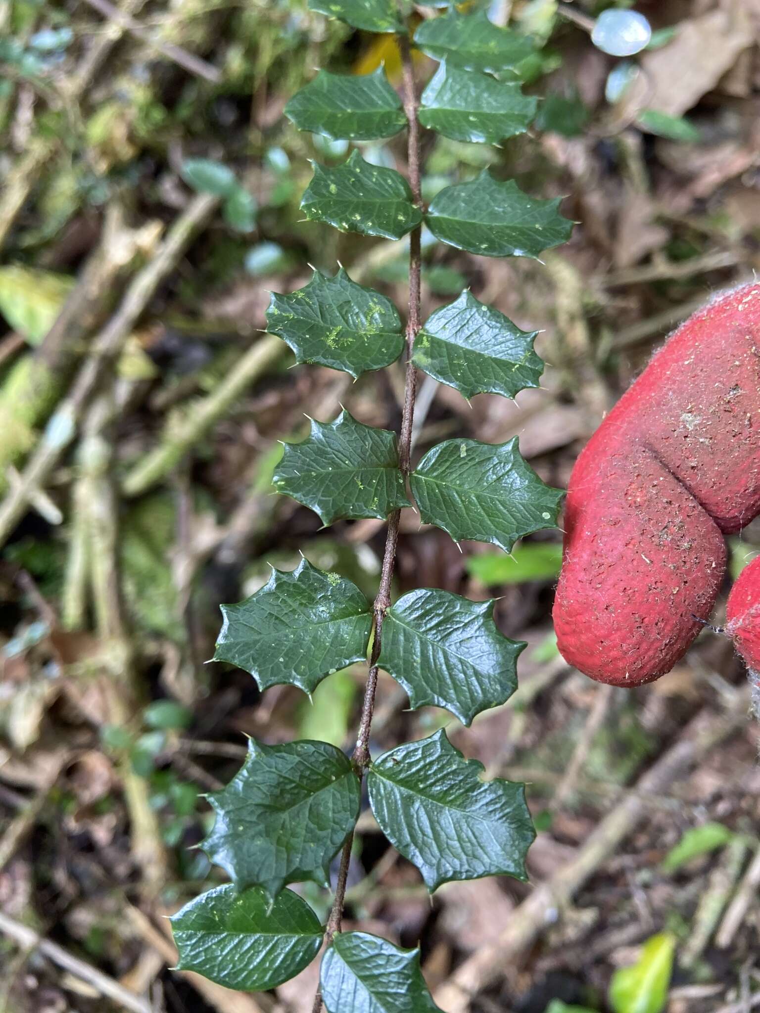 Imagem de Malpighia coccigera L.