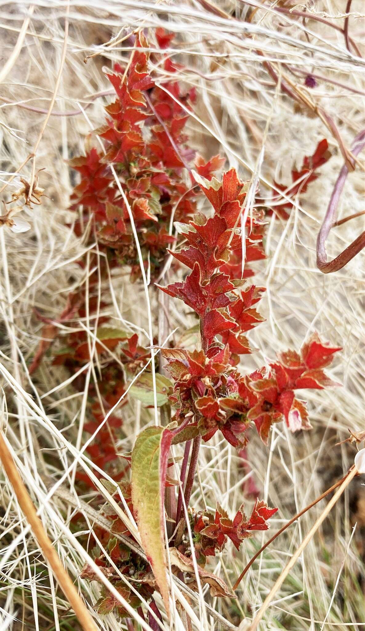 Imagem de Acalypha neomexicana Müll. Arg.