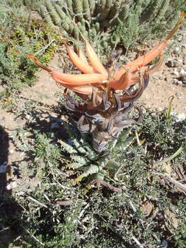 Image of Aloe longistyla Baker