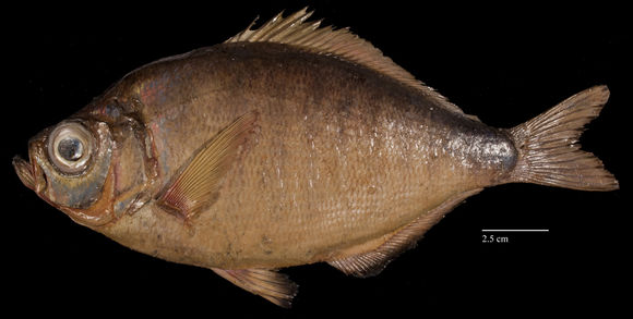 Image of walleye surfperch