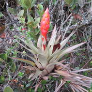 Tillandsia turneri Baker resmi