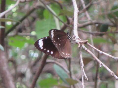 <i>Euploea <i>tulliolus</i></i> tulliolus的图像