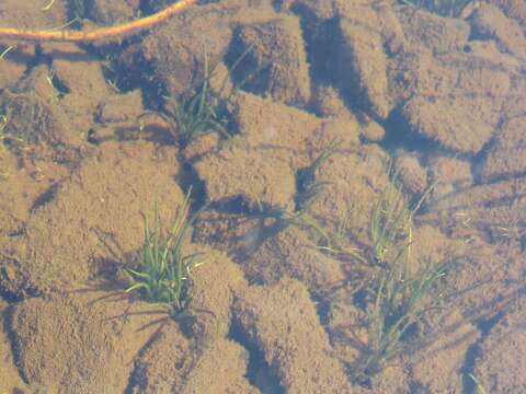 Image of Maritime Quillwort