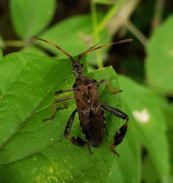 Image of Leaf-footed Pine Seed Bug